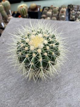Echinocactus grusonii alba